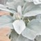 Carbeth Plants Senecio Candicans Angel Wings - Perennial Plant - 3 x 9cm Pot - Evergreen Outdoor Plants for All Year Round, Fully Grown - Unusual Hardy Garden