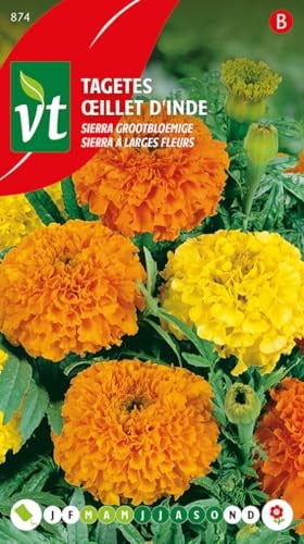 India garofano Sierra grandi semi fioriti - Continuamente in fiore fino al gelo.