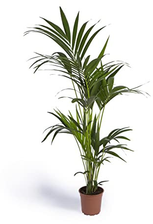 Cool Green - Plantas naturales interior - Kentia Grande | Decoracion