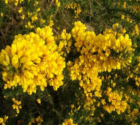 Ginster Ulex Blumensamen 100 Stück gelb