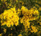 Ginster Ulex Blumensamen 100 Stück gelb