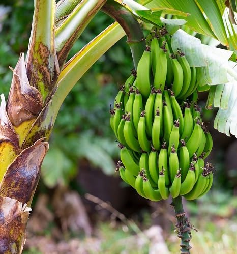 100 semi di banana verdi