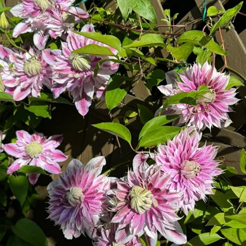 Winterharte Clematis – Kletterpflanze für Gartenzaun, edle Beetverzierung-15knolle-J