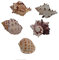 Coquillage naturel,Coquillages de plage, Coquilles de bernard-l'ermite de taille moyenne, 5 pièces, coquilles d'escargots muffins, coquilles turbo, coquilles d'escargots terrestres, maison de bernard-