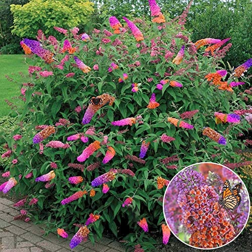 Albero delle FarfalleFlower Power Arbusto Sano di Buddleia dai Colori Misti da 17 cm