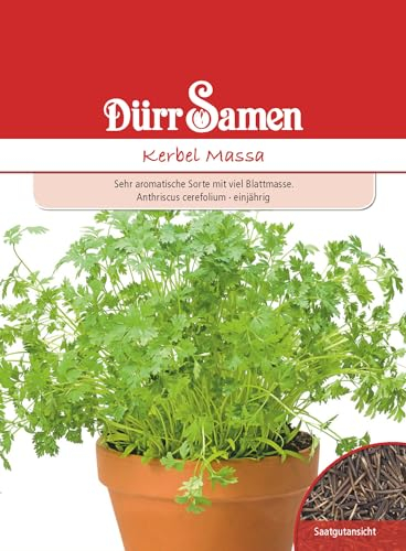 Kerbel Samen Massa Kerbelsamen ca 700 Korn Küchenkräuter Kräutersamen Saatgut Balkon Garten Hochbeet Kübel Dürr Samen