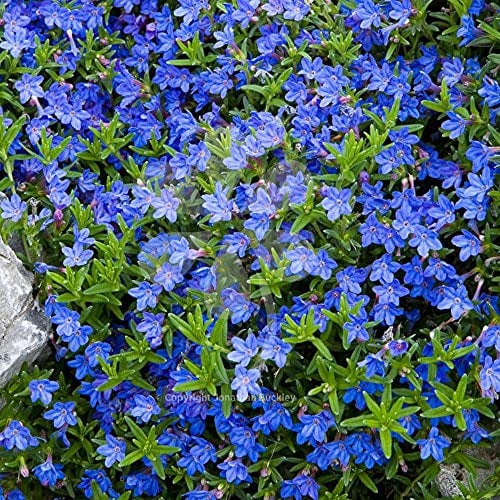 Lithodora Heavenly Blue - Hardy Evergreen Shrub for Ground Cover - Outdoor Flowering Plant in Pot for Gardens and Rockeries (9cm Pot, 10-20cm)