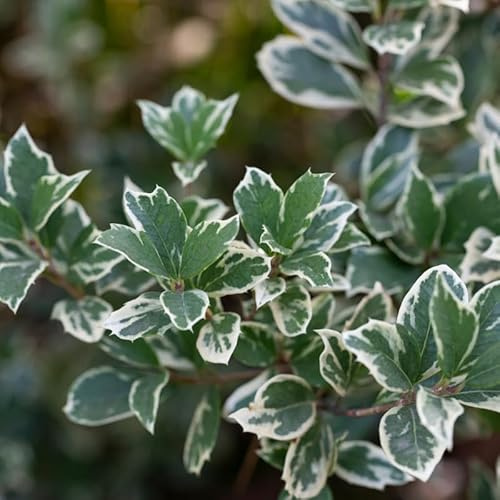 Fusain Fort Emerald Gaiety - Euonymus Fort Emerald Gaiety 30cm - Plante En Pot - Floraison Printemps Fleurs - Hauteur 30cm - Exposition Plein Soleil