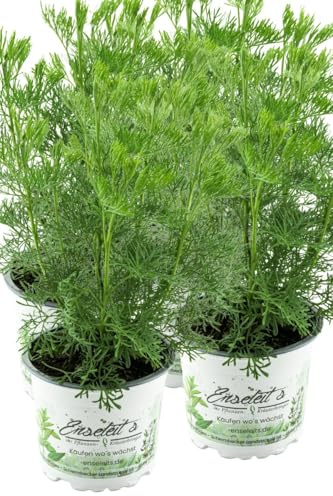4er Set Cola-Strauch, Cola-Kraut im Topf, Artemisia abrotanum var. Maritima, frische Cola Pflanze direkt aus der Gärtnerei Enseleit