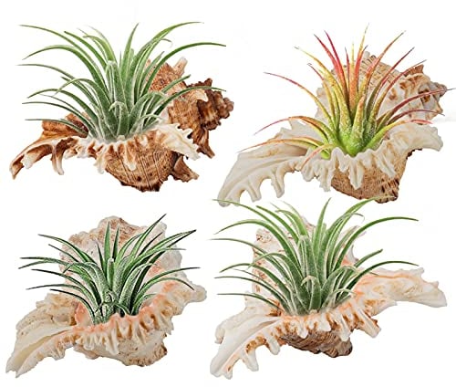 Luftpflanzenhalter, Muscheln, 10,2–12,7 cm, natürlicher Luftpflanzentopf, dekorativer Tillandsia, Sukkulenten-Behälter für Gartenarbeit, Geschenke, Heimdekoration, Strand-Mottoparty, keine Pflanzen, 4