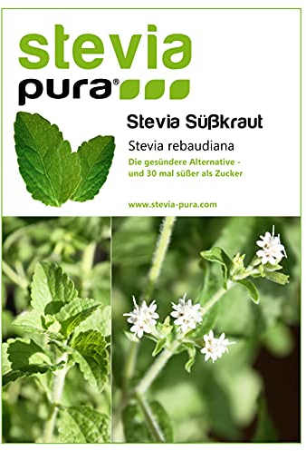 100 Stevia Samen | Stevia rebaudiana | Honigblatt - Süßkraut