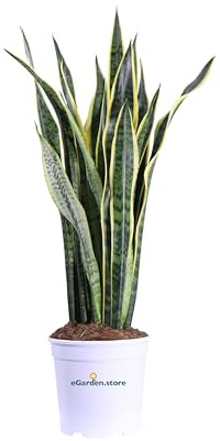 Pianta di Sansevieria Laurentii Lingua di Suocera pianta succulenta da interno pianta ornamentale variegata vera venduta da eGarden.store (Vaso 25 cm)