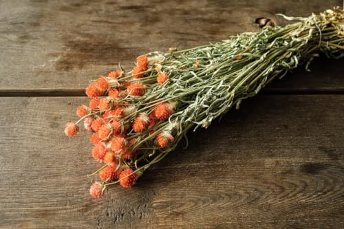 NaDeco Gomphrena globosa im Bund, getrocknet, Größe ca. 50-60cm, wählbar | Trockenblumen | Kugelamarant | getrocknete Blumen | Trockenstrauß | Boho-Deko, Farbe:Orange