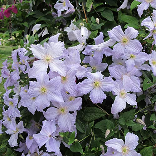 Clematis Blue Angel | Hardy Deciduous Climbing Outdoor Garden Shrub in Plant Pot