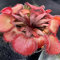 20 piantine solare per la crescita della casa, rare Drosera Falconeri semi carnivore semi floreali naturali per la crescita all'aperto Seme 1size: Seeds: Only Seeds