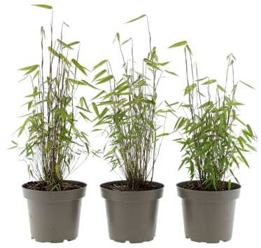 Fargesia Bambus Pflanzen – Winterhart & Nicht Wuchernd – Roter & Grüner Bambus – C1 Topf (3, Rot - 'Asian Wonder')