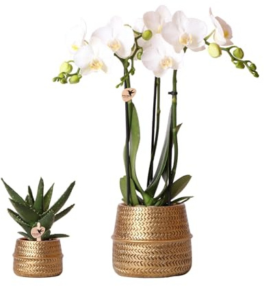 Kolibri Company - Pflanzenset Groove gold | Set mit weißer Phalaenopsis Orchidee Amabilis Ø9cm und grüner Sukkulente Aloe Brevifolia Ø6cm | inkl. goldenen Keramik-Ziertöpfen