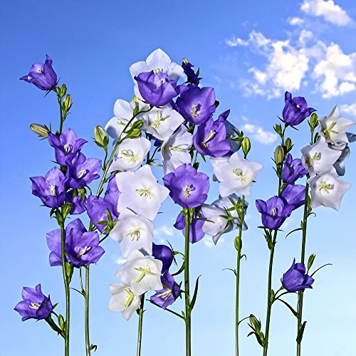 peach-leaved Bellflower gemischt Samen - Pfirsichblättrige Glockenblume