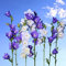 peach-leaved Bellflower gemischt Samen - Pfirsichblättrige Glockenblume
