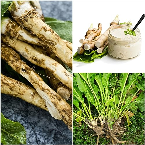50 pcs meerrettich frisch bio samen - gemüsepflanzen jungpflanzen winterharte kübelpflanzen,Armoracia rusticana, kräuterlinge plants winterharte pflanzen für garten kräutergarten