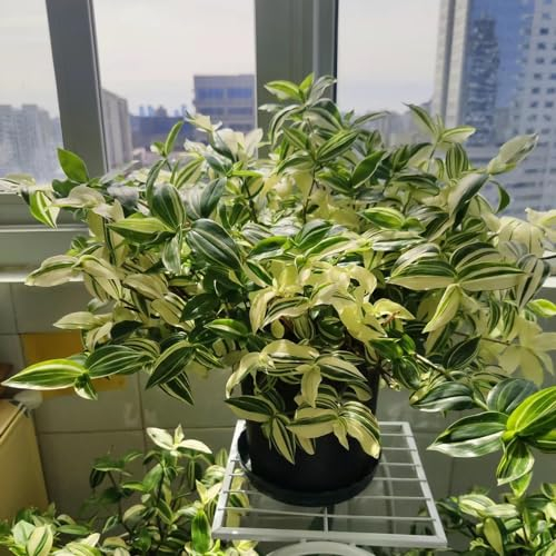 300 Pcs Grünlilie Samen, Grünlilien Zimmerpflanzen Groß, Grünpflanzen Zimmerpflanzen (Chlorophytum Comosum) Immergrüne Winterharte Sträucher, Hängepflanze Herbst Dekoration, Winterharte