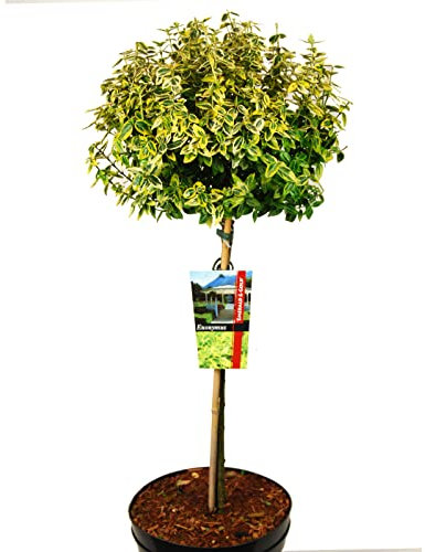 Euonymus japonicus 'Marieke oder Kriechspindel Marieke auf Stamm