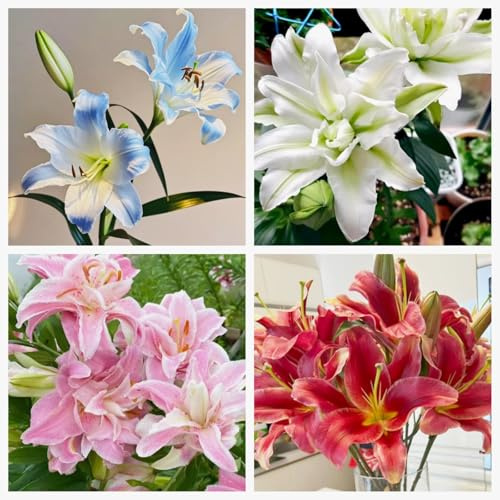 Lilium bulbo,bulbos de lirios de colores -Fácil de cuidar y florece prolíficamente -A-6 bulbos