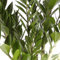 Zamioculca - Maceta 17cm. - Altura aprox. 70cm. - Planta viva - (Envío sólo a Península)