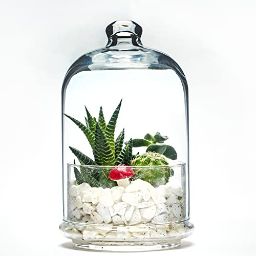 Terrarium Glasgefäß mit Deckel für Pflanzen, Hochwertiger Lebensmittelbehälter aus Glas, Keksdose, Keksdose (X-groß)