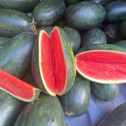 wassermelone bio frisches gartendeko für draußen melonen gartenpflanzen winterhart mehrjährig bonsaibaum 150samen