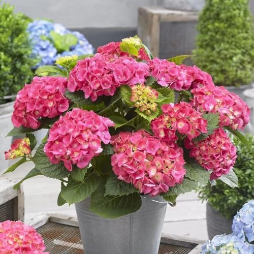 Plant Theory Little Pink Mophead Hydrangea Hydrangea Macrophylla Shrub Plant 2L Pot