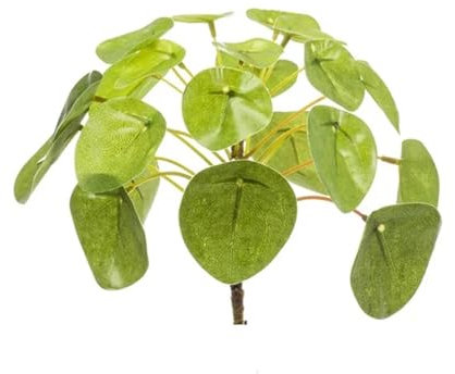 urbanjngl.com - Pilea Mini Bush 13cm