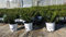 gruenwaren jakubik 20 Stück Ilex crenata Stokes Heckenpflanze Buchsbaum Ersatz winterhart + robust