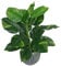 Leaf Design UK - Pianta artificiale realistica di grandi dimensioni, con edera di diavoli in vaso, 60 cm, edera dei diavoli, 60 cm, AZ-FOLIAGE