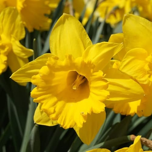 Großpackung Narzissen Dutch Master | 50 Stück | Blumenzwiebel | Schnittblume | Verwildernd | Gelb | Großpackung | 100% Blütegarantie | QFB Gardening | Trompete | Narzissenzwiebeln