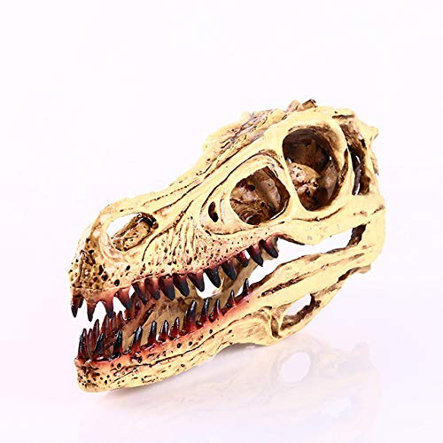 LISAQ Lehrmodell Dinosaurier Schädel Modell Statue Velociraptor Fossil Resin Schädel Dinosaurier Polystone Statue Skelett Figur