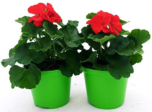 POWERS TO FLOWERS - GERANIO ZONALE HERCULES, PELARGONIUM, 2 PIANTE VASO 14 ROSSE, piante vere