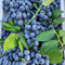 semi di piante di mirtillo per balcone - mirtillo - piante da frutto colonnari da balcone resistenti semi frutto sapote, resistenti in vaso frutta alberi, vecchie varietà alberi 400pcs