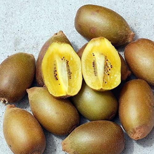 2 piante Actinidia deliciosa golden giallo 160 cm autofertile