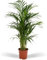 Areca Palme - Ø19cm - 85cm