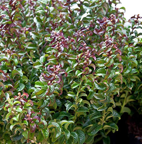 Traubenheide Makijaz® 25-30cm - Leucothoe fontanesiana - lebende Gartenpflanze aus den Baumschulen