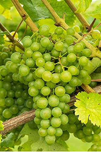 Pianta di Vite pianta di uva vigna da tavola pianta di uva innestata pianta vera di vite venduta da eGarden.store (Fragola Bianca Noah)