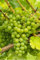 Pianta di Vite pianta di uva vigna da tavola pianta di uva innestata pianta vera di vite venduta da eGarden.store (Fragola Bianca Noah)
