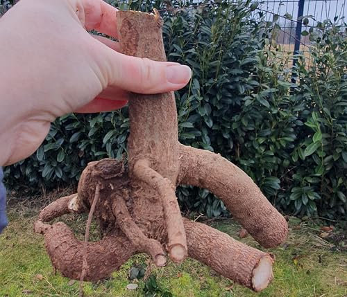 XL Wurzel Paulownia Turbo Pro, Kiribaum, Blauglockenbaum