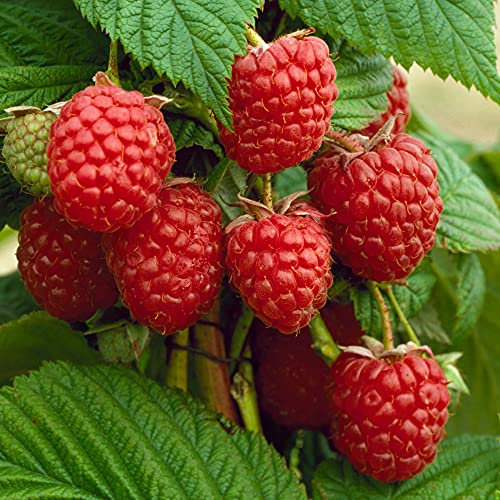 Raspberry Rubus Autumn Bliss Deciduous Late Season Flowering Garden Fruit Plant (9cm Pot, 10-20cm)