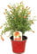 Granado Natural o Punica Granatum Árbol Frutal de Exterior Ideal para Cultivar