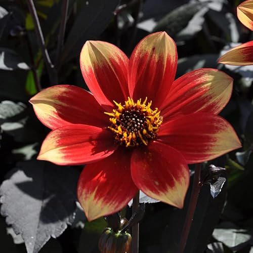 Dahlie Dahlegria Bicolore | 1 Stück | Knolle | Topfpflanze | Geeignet für Kübel | Orange | Rot | 100% Blütegarantie | QFB Gardening