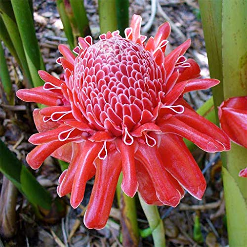 Genipap 90 Stück Clematis Paniculata Blumensamen