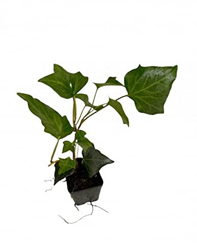 Pianta Edera Hibernica - Dimensione Vaso Vaso 7cm