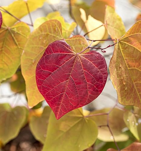 Kanadischer Judasbaum Eternal Flame 60-80cm - Cercis canadensis - lebende Gartenpflanze aus den Baumschulen